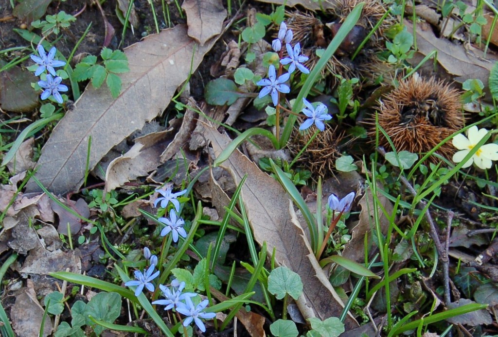 Scilla bifolia, Anemone nemorosa, Viola e Tussilago farfara